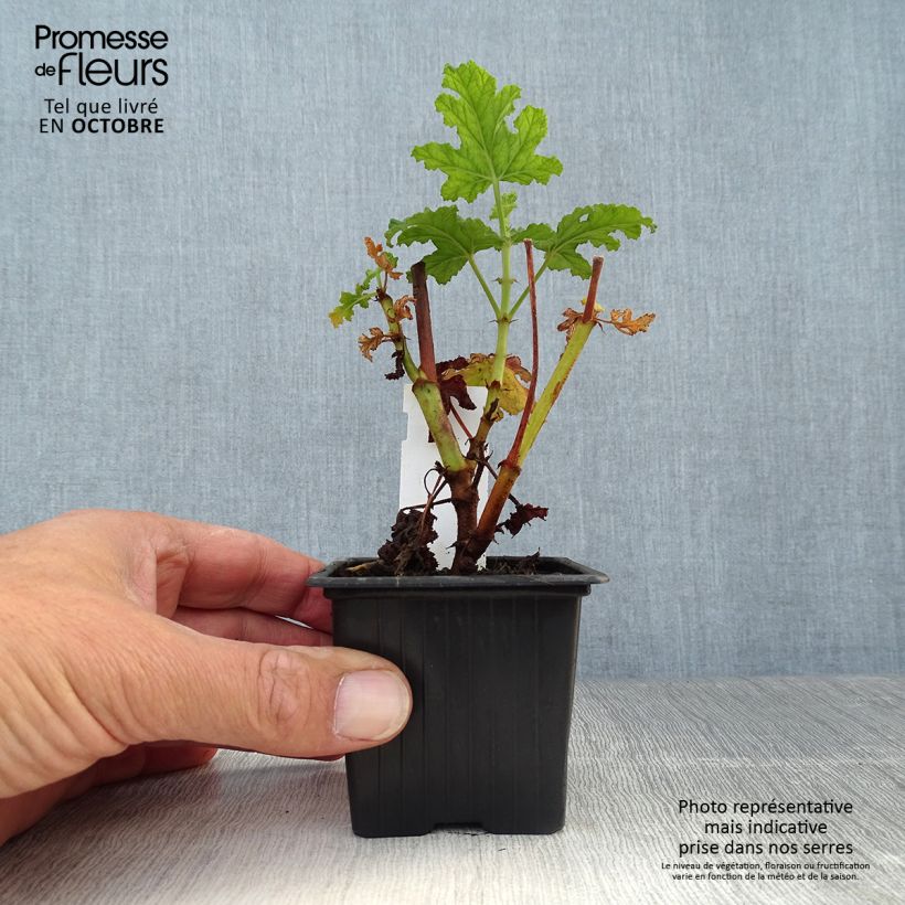 Example of Duftende Pelargonie Royal Oak - Pelargonium quercifolium Kleine Töpfe von 8/9 cm as you get in automne