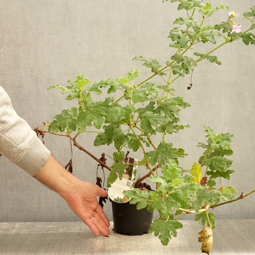 Example of Duftende Pelargonie Royal Oak - Pelargonium quercifolium Topf mit 1,5L/2L as you get in automne