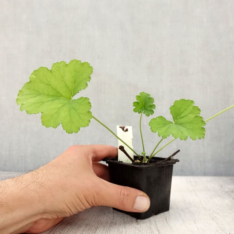 Example of Pelargonium odoratissimum Kleine Töpfe von 8/9 cm as you get in automne