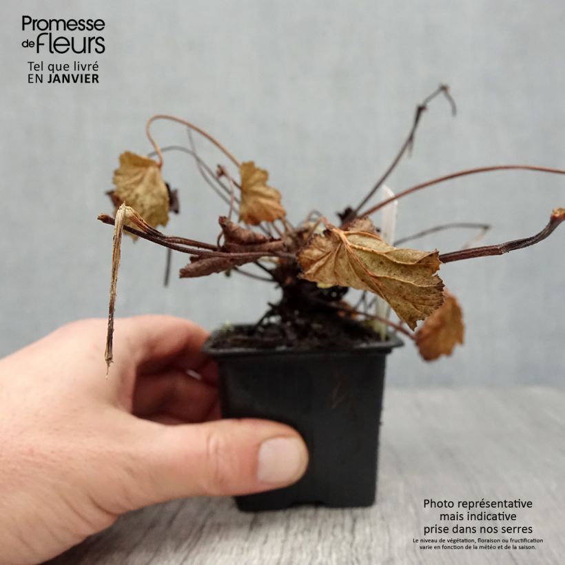 Exemplar von Pelargonium odoratissimum Kleine Töpfe von 8/9 cm wie im Winter geliefert