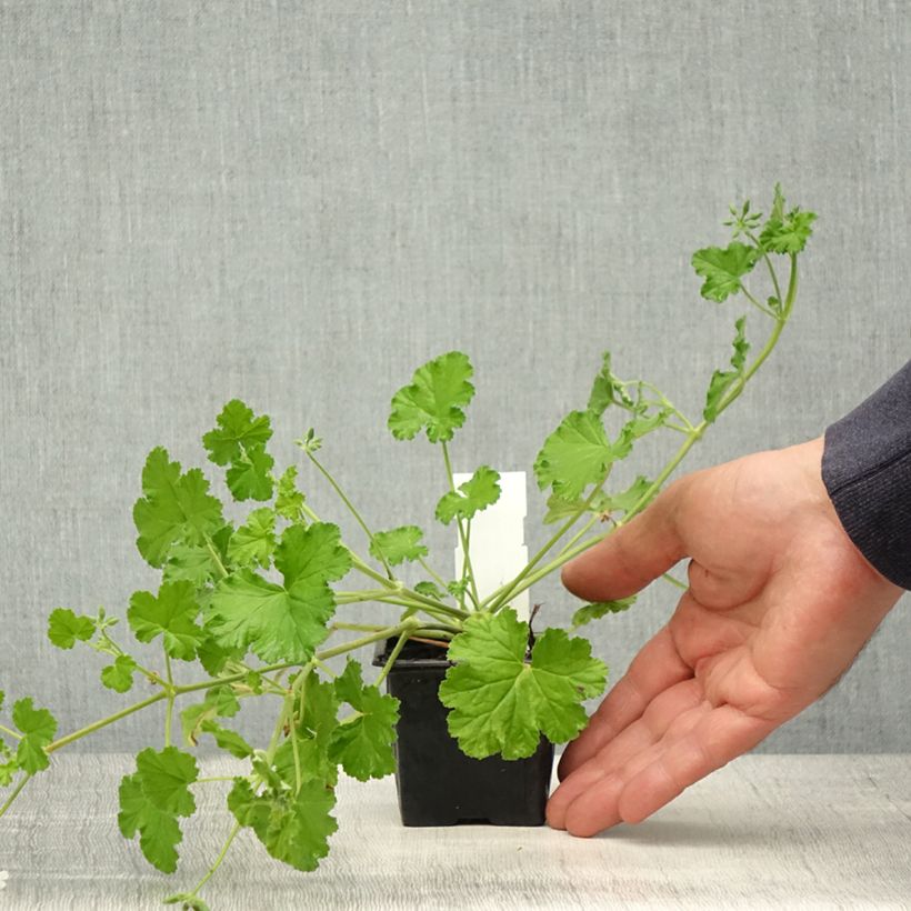 Exemplar von Pelargonium odoratissimum Kleine Töpfe von 8/9 cm wie im Frühjahr geliefert