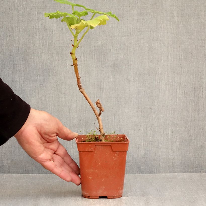 Exemplar von Pelargonium papilionaceum Topf mit 1L/1,5L wie im Herbst geliefert