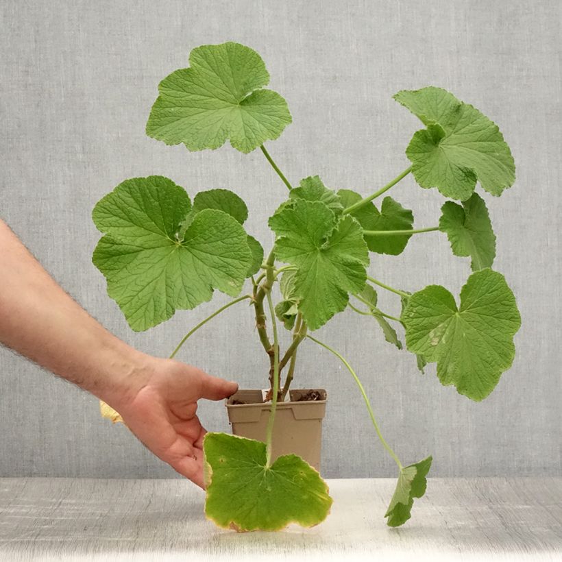 Example of Pelargonium papilionaceum Topf mit 1L/1,5L as you get in ete