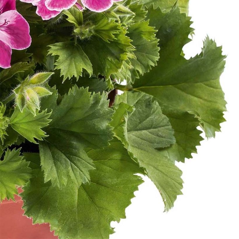 Großblütige Pelargonie Pinkerbell - Pelargonium (Foliage)