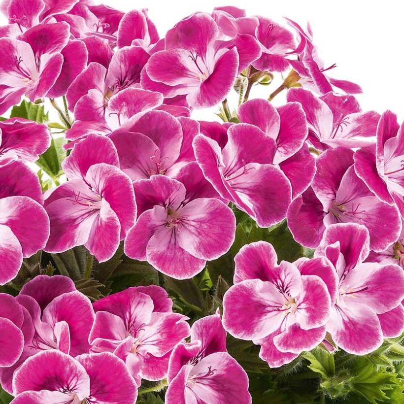 Großblütige Pelargonie Pinkerbell - Pelargonium (Flowering)