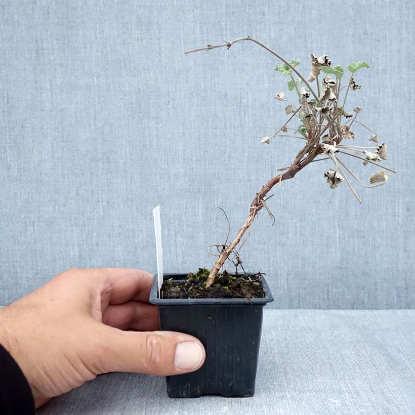 Exemplar von Pelargonium reniforme sidoides Kleine Töpfe von 8/9 cm wie im Herbst geliefert