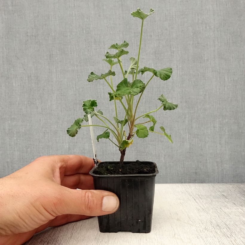 Exemplar von Pelargonium reniforme sidoides Kleine Töpfe von 8/9 cm wie im Frühjahr geliefert
