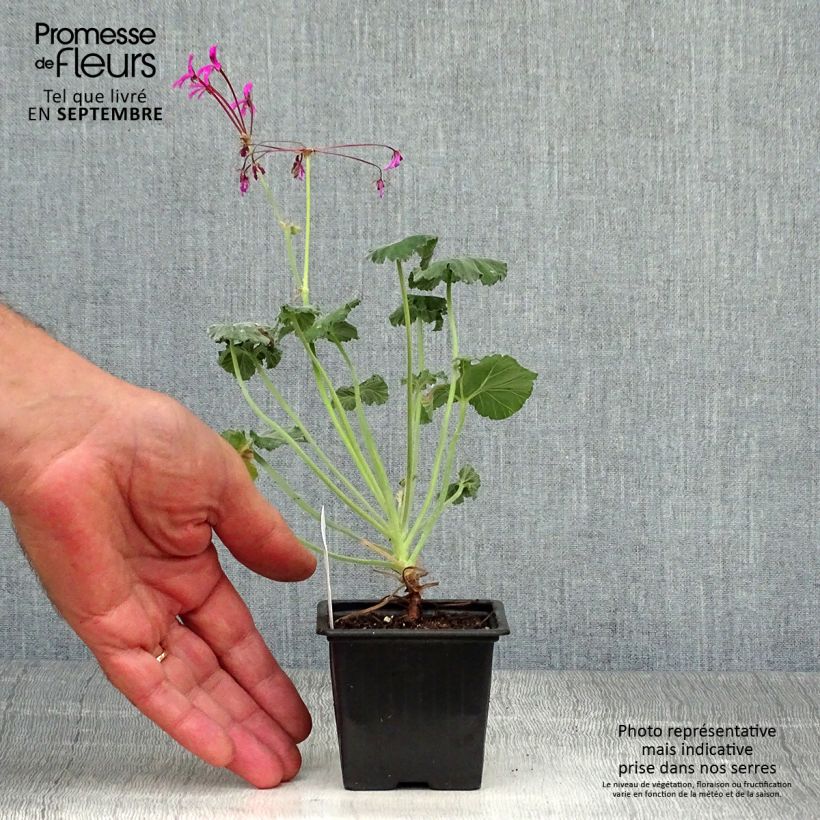 Example of Pelargonium reniforme Kleine Töpfe von 8/9 cm as you get in automne