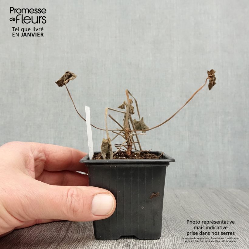 Exemplar von Pelargonium reniforme Kleine Töpfe von 8/9 cm wie im Winter geliefert