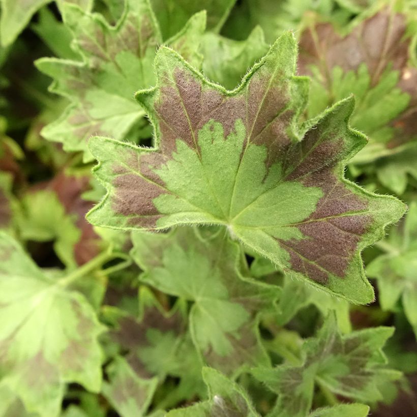 Zonal-Pelargonie Stellar Bird Dancer - Pelargonium (Foliage)