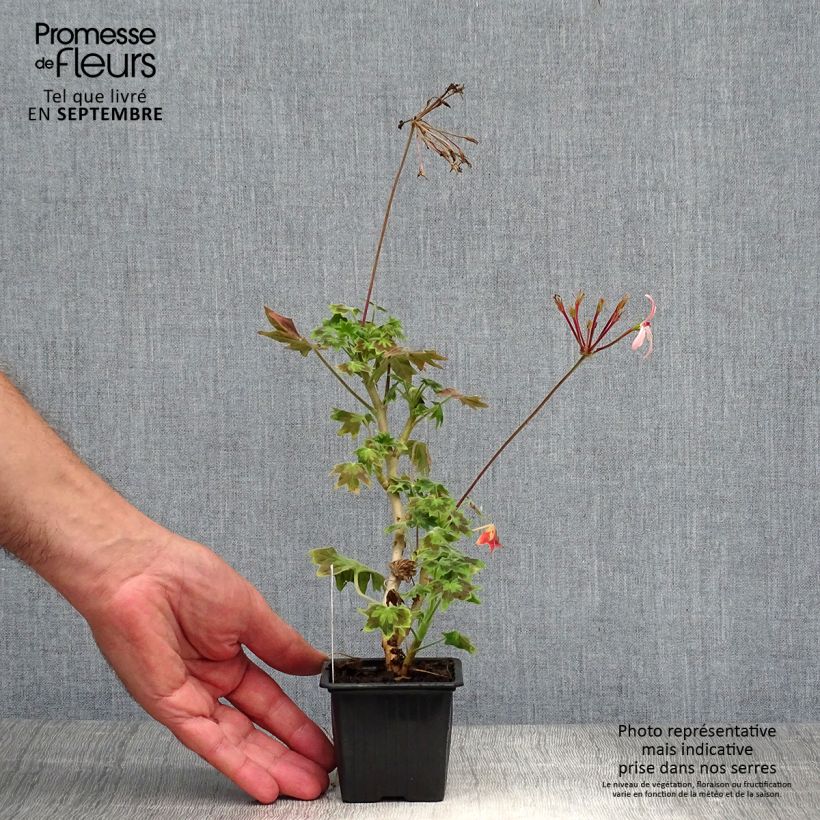 Example of Zonal-Pelargonie Stellar Bird Dancer - Pelargonium Kleine Töpfe von 8/9 cm as you get in automne