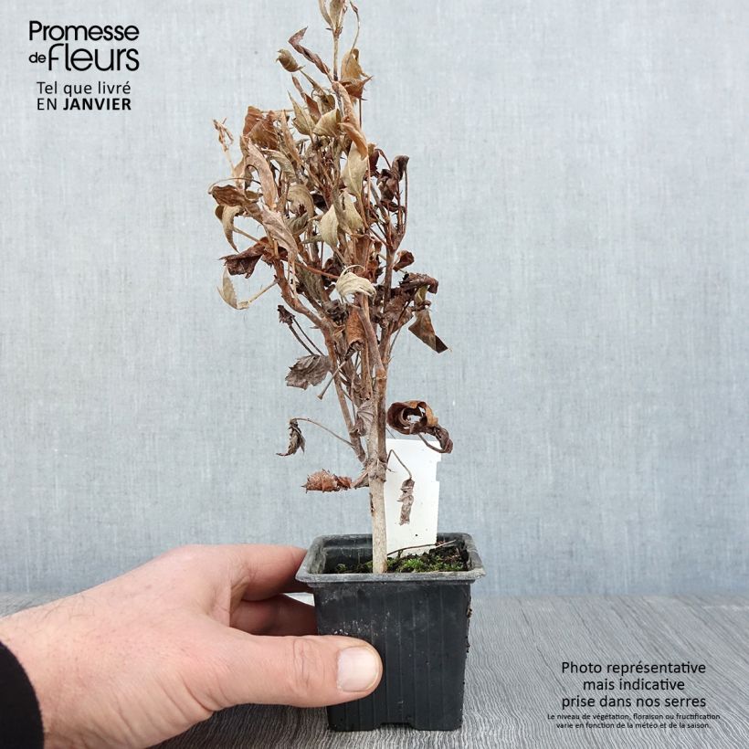 Exemplar von Pelargonium tricuspidatum Kleine Töpfe von 8/9 cm wie im Winter geliefert