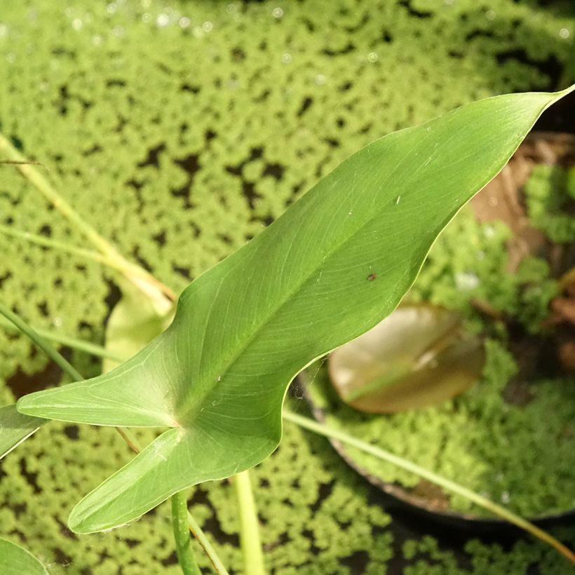 Peltandra virginica - Pfeilaronstab (Foliage)