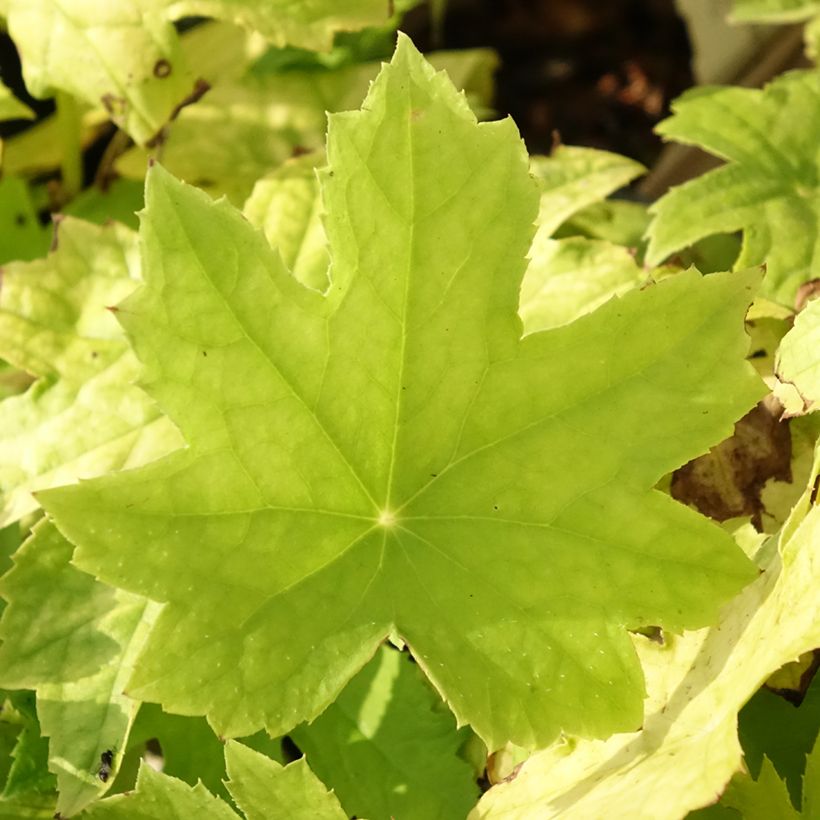 Peltoboykinia watanabei - Peltoboykinie (Foliage)