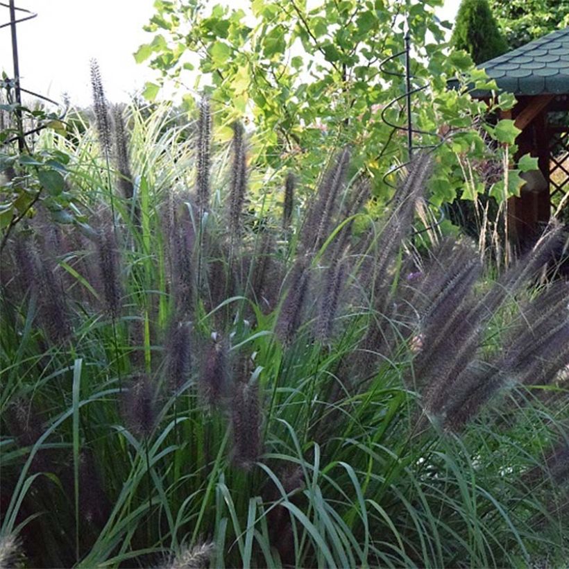 Lampenputzergras Black Beauty - Pennisetum alopecuroïdes (Flowering)
