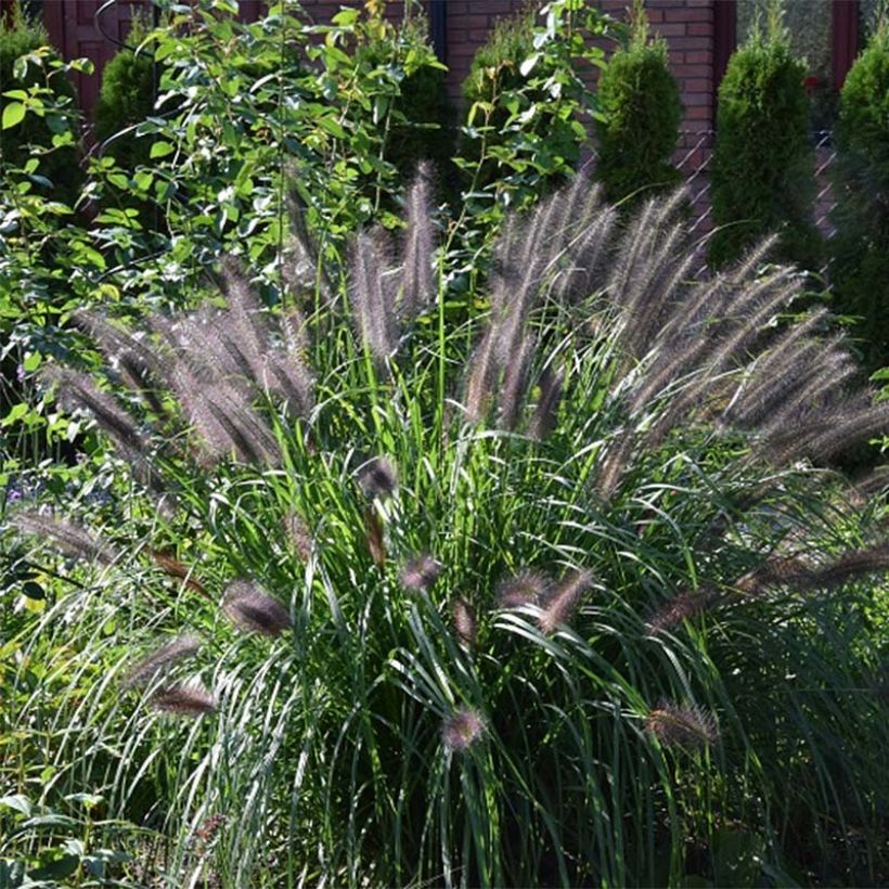 Lampenputzergras Black Beauty - Pennisetum alopecuroïdes (Plant habit)
