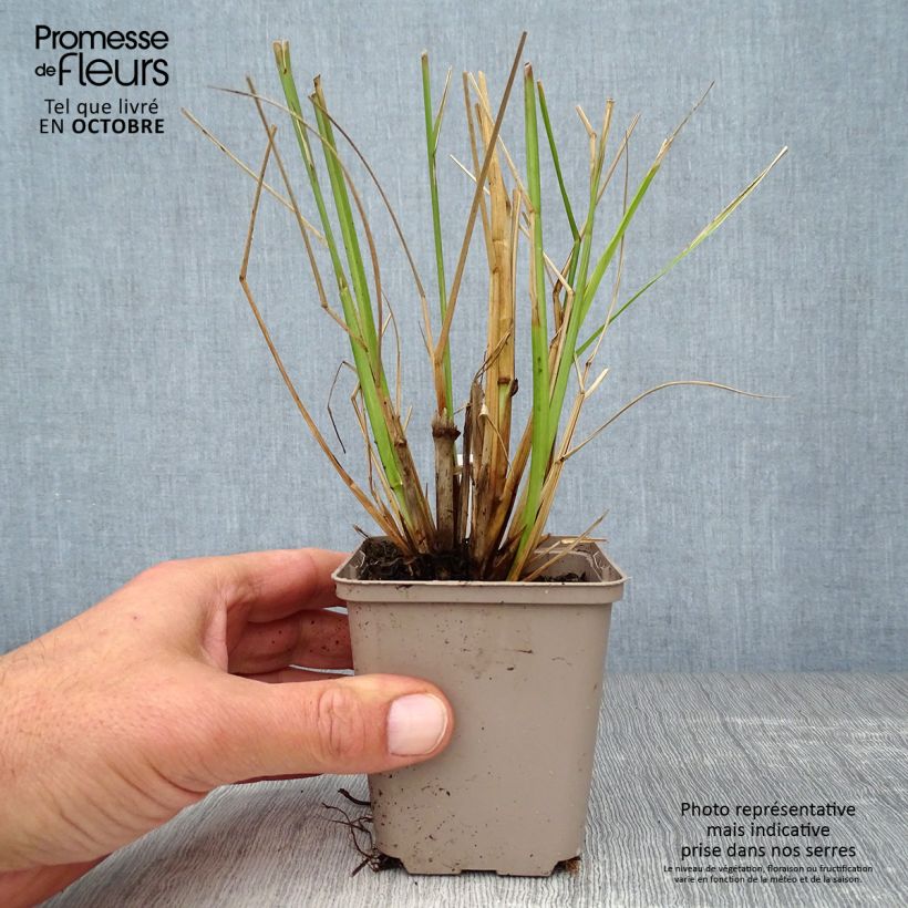 Example of Lampenputzergras Black Beauty - Pennisetum alopecuroïdes Kleine Töpfe von 8/9 cm as you get in automne