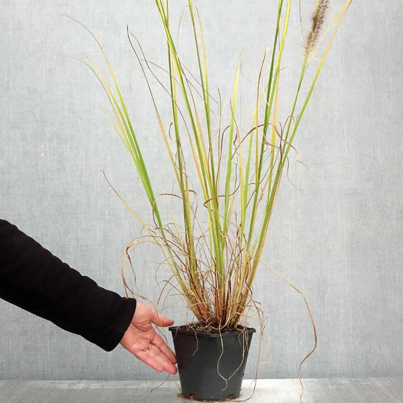 Example of Lampenputzergras Black Beauty - Pennisetum alopecuroïdes Topf mit 2L/3L as you get in automne