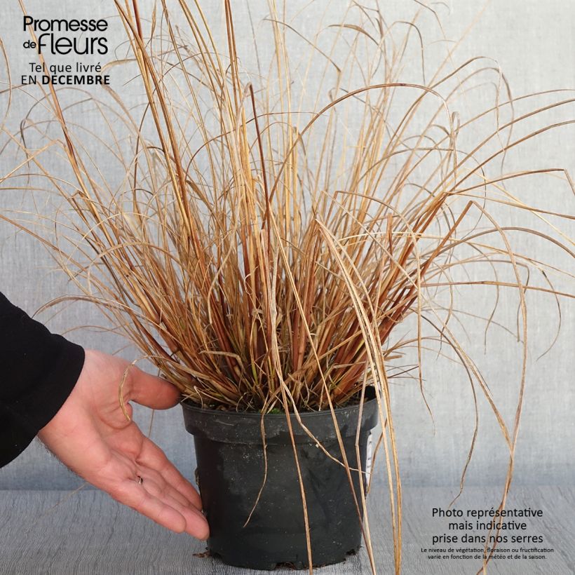 Example of Lampenputzergras Cassian - Pennisetum alopecuroïdes Topf mit 2L/3L as you get in automne