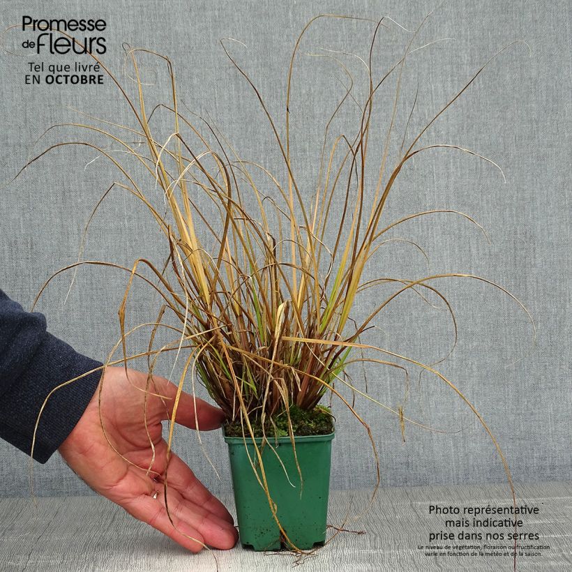 Example of Lampenputzergras Cassian - Pennisetum alopecuroïdes Kleine Töpfe von 8/9 cm as you get in automne