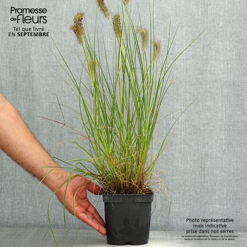 Example of Lampenputzergras Gelbstiel - Pennisetum alopecuroïdes Topf mit 2L/3L as you get in ete