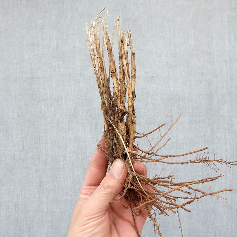 Exemplar von Lampenputzergras Gelbstiel - Pennisetum alopecuroïdes Wurzelnackt wie im Winter geliefert