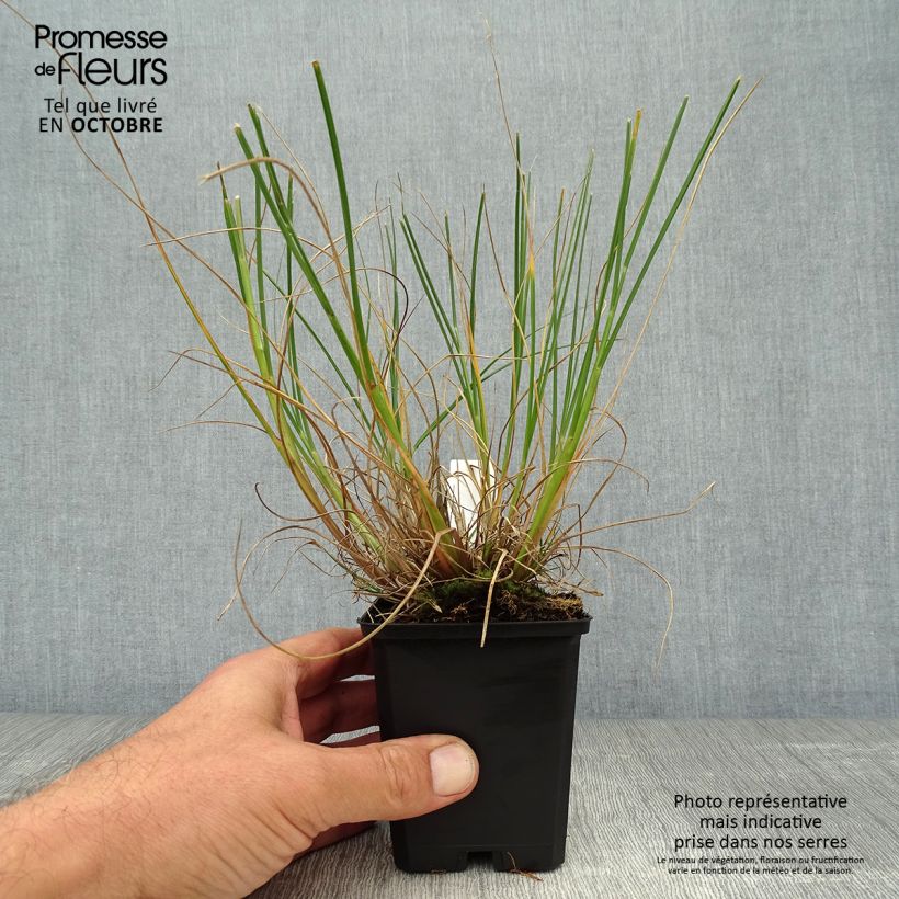 Example of Lampenputzergras Goldstrich - Pennisetum alopecuroides Kleine Töpfe von 8/9 cm as you get in automne
