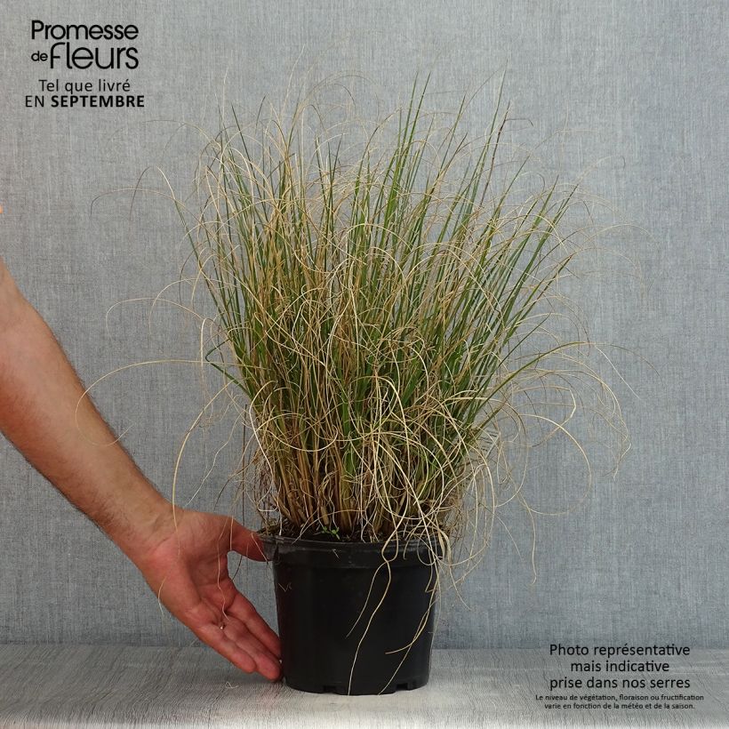 Example of Lampenputzergras Hameln - Pennisetum alopecuroïdes Topf mit 3L/4L as you get in ete