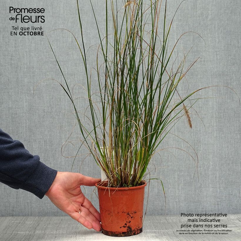 Example of Lampenputzergras Hameln - Pennisetum alopecuroïdes Topf mit 1L/1,5L as you get in automne