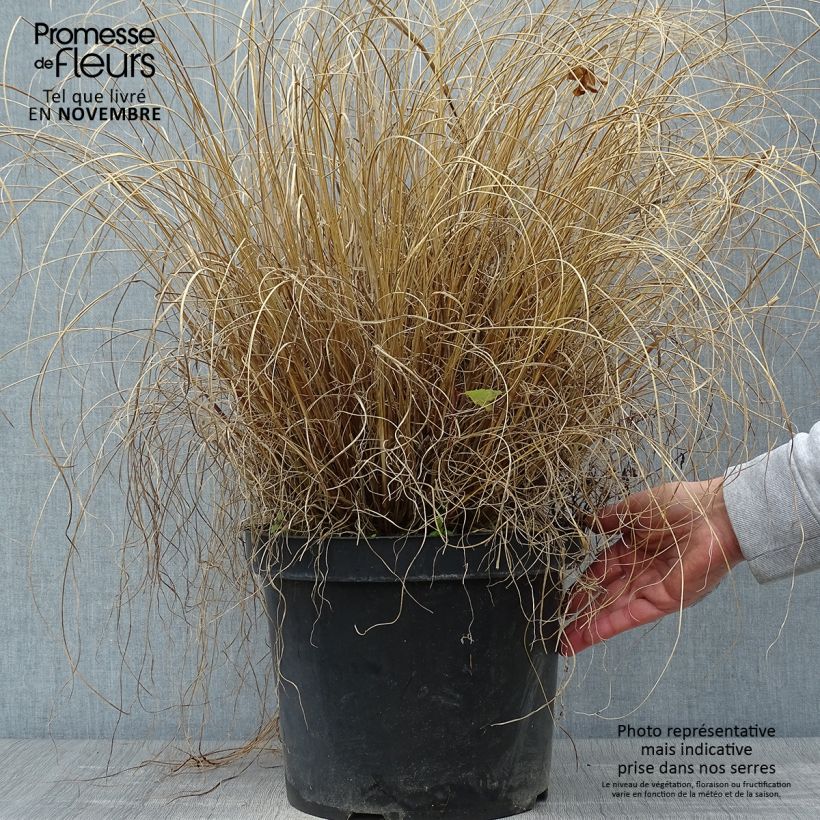 Example of Lampenputzergras Hameln - Pennisetum alopecuroïdes Topf mit 7,5L/10L as you get in automne