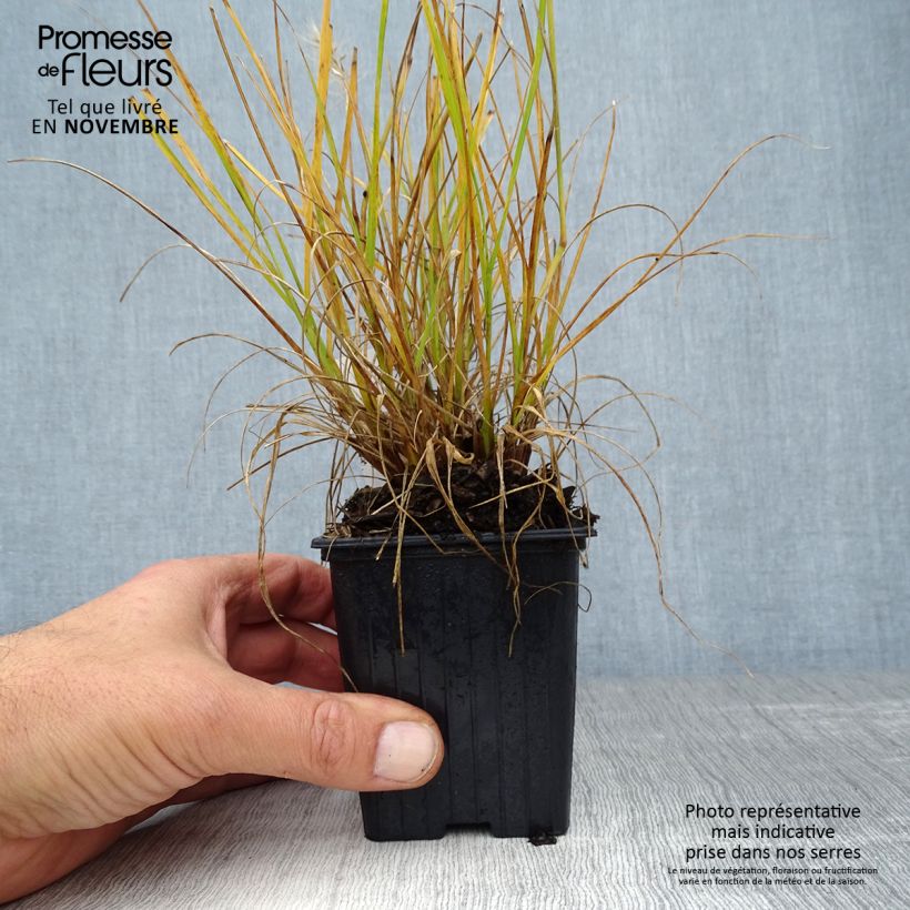 Example of Lampenputzergras Hameln Gold - Pennisetum alopecuroïdes Kleine Töpfe von 8/9 cm as you get in automne
