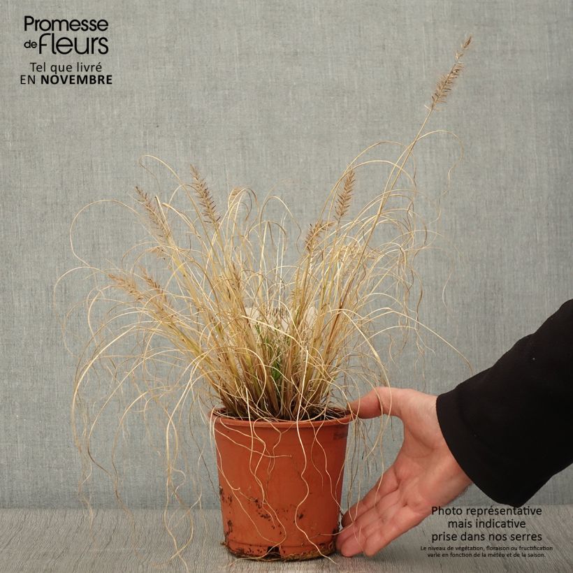 Example of Lampenputzergras Hameln Gold - Pennisetum alopecuroïdes Topf mit 1L/1,5L as you get in automne