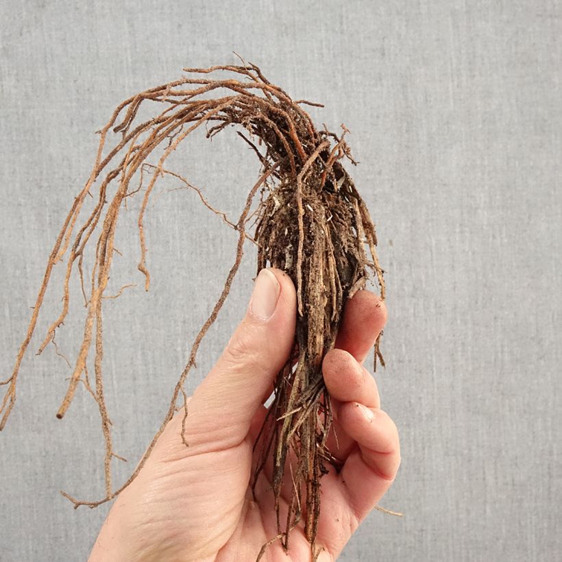 Exemplar von Lampenputzergras Hameln - Pennisetum alopecuroïdes Wurzelnackt wie im Winter geliefert