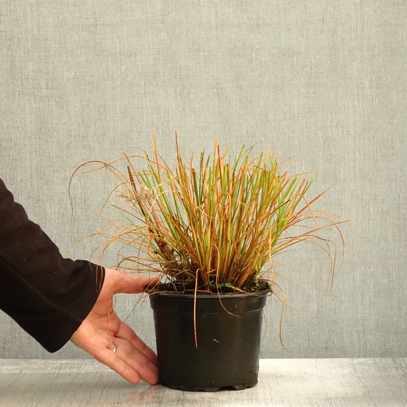 Example of Lampenputzergras Hameln - Pennisetum alopecuroïdes Topf mit 2L/3L as you get in automne