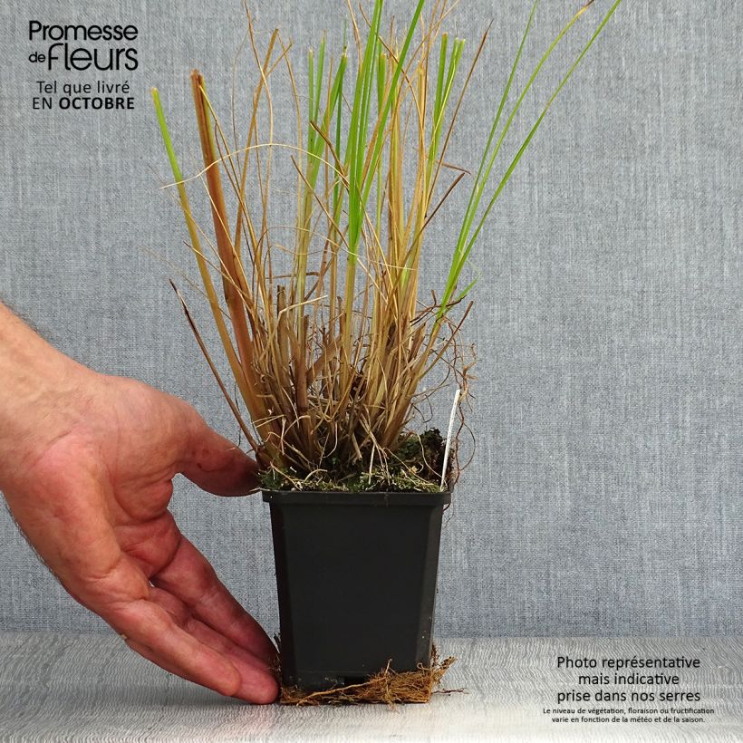 Example of Lampenputzergras Japonicum - Pennisetum alopecuroïdes Kleine Töpfe von 8/9 cm as you get in automne