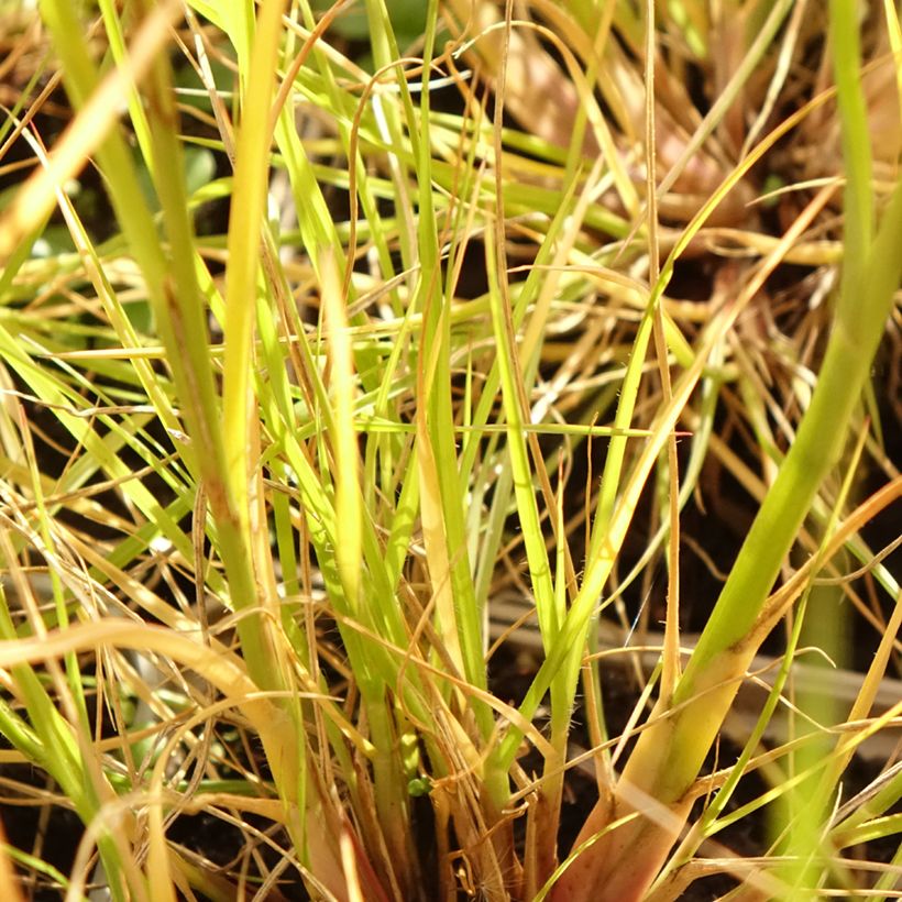 Lampenputzergras Japonicum - Pennisetum alopecuroïdes (Foliage)