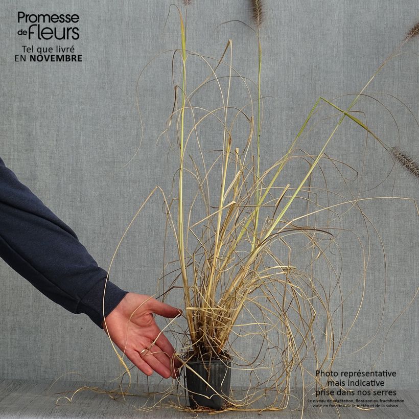 Example of Lampenputzergras Lepage Gold - Pennisetum alopecuroïdes Kleine Töpfe von 8/9 cm as you get in automne