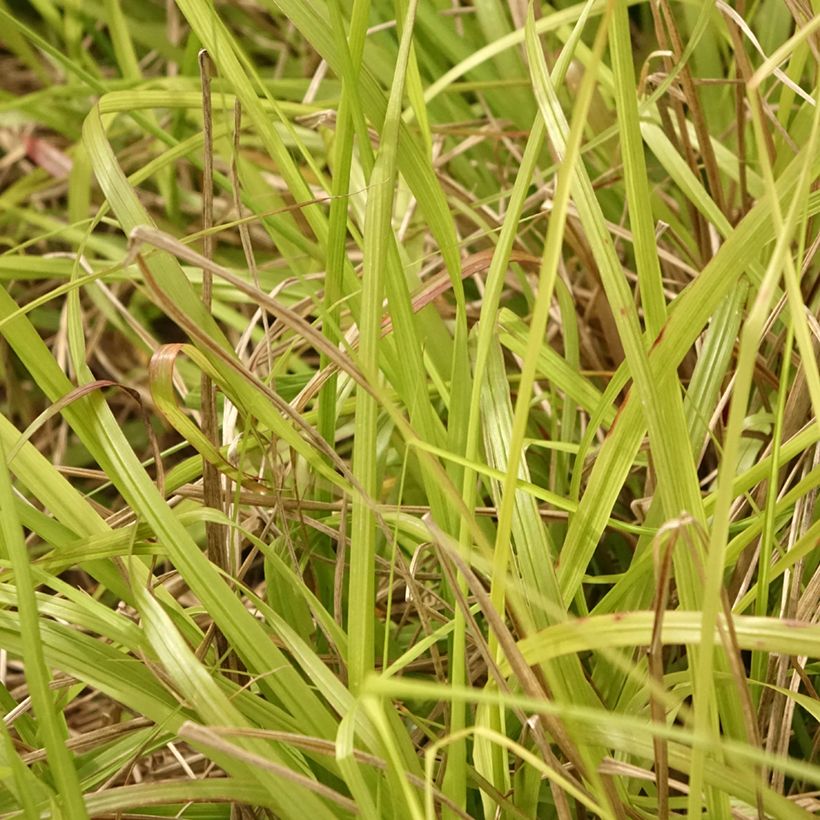 Lampenputzergras Lepage Gold - Pennisetum alopecuroïdes (Foliage)