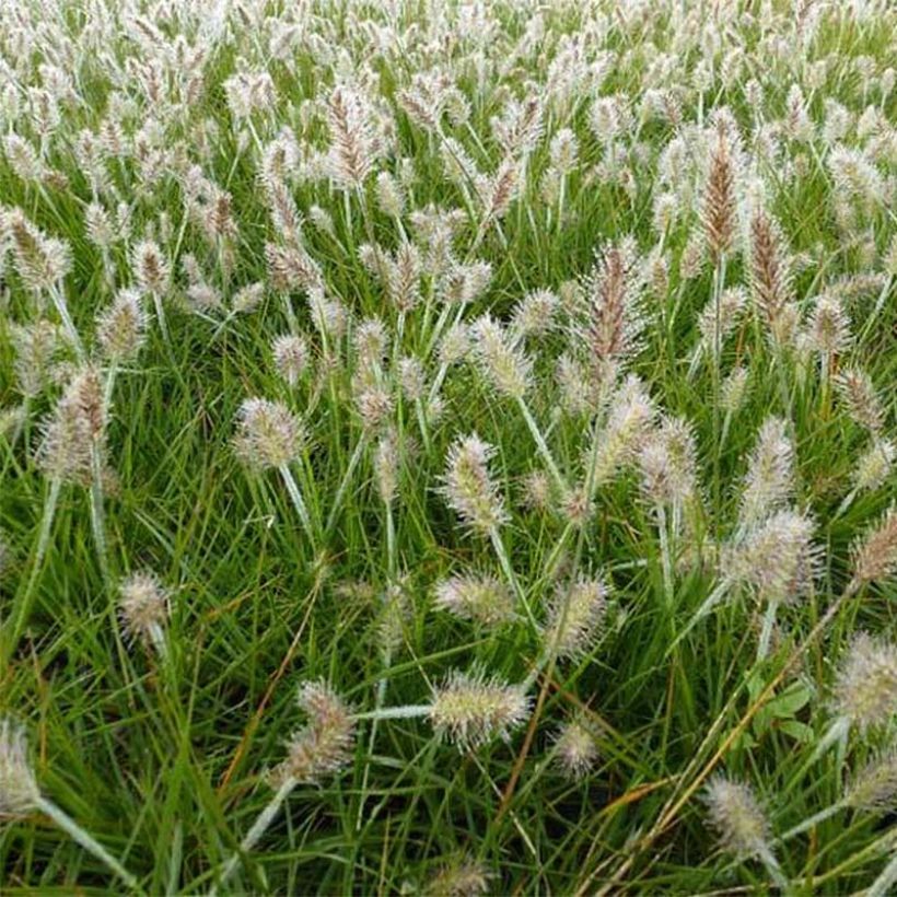 Zwerg-Federborstengras Little Bunny - Pennisetum alopecuroïdes (Flowering)