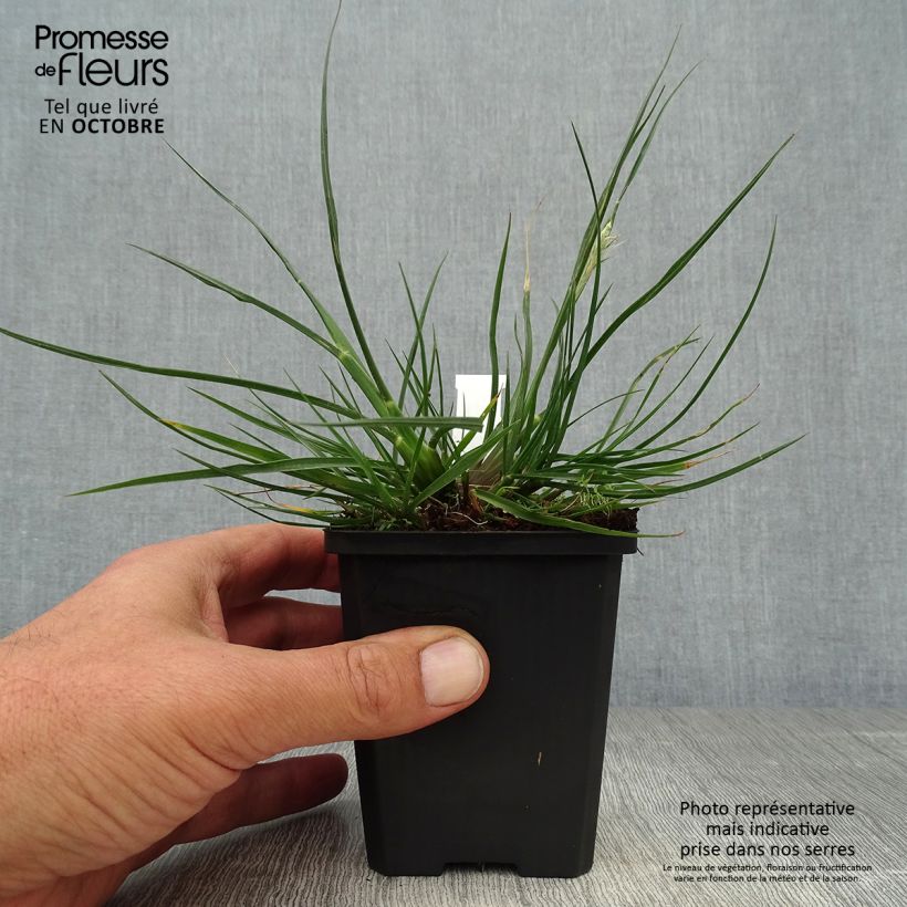 Example of Zwerg-Federborstengras Little Bunny - Pennisetum alopecuroïdes Kleine Töpfe von 8/9 cm as you get in automne