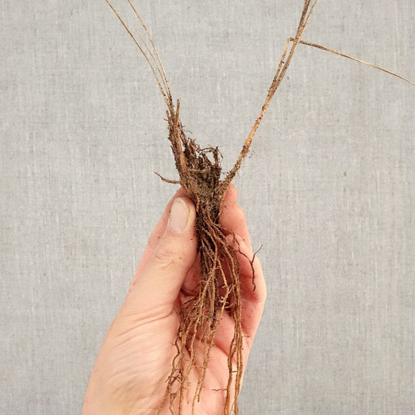 Exemplar von Zwerg-Federborstengras Little Bunny - Pennisetum alopecuroïdes Wurzelnackt wie im Winter geliefert