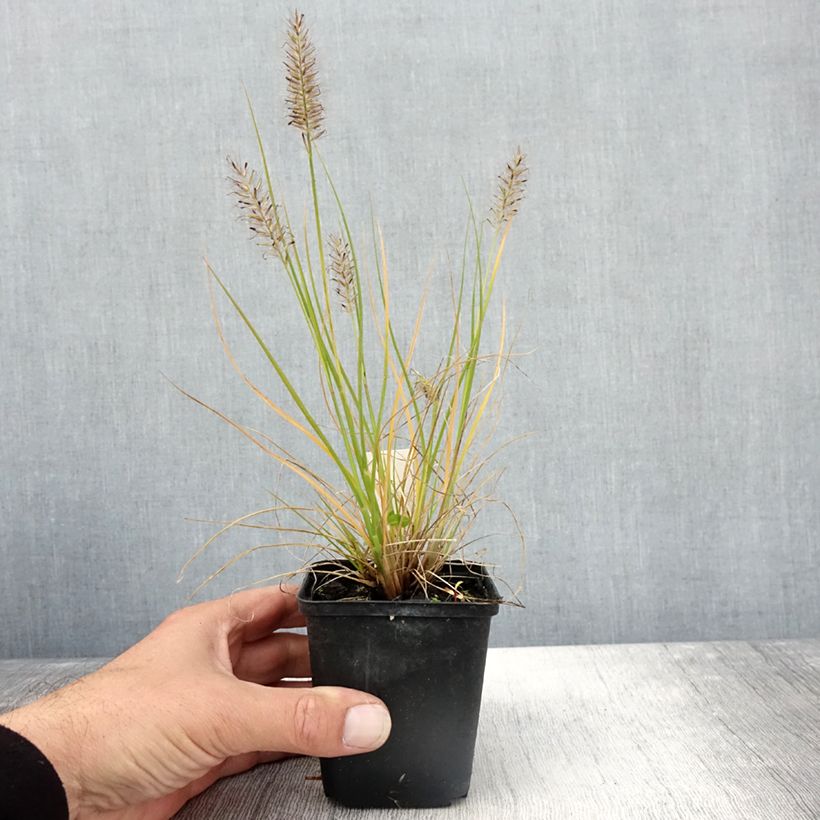 Example of Lampenputzergras Lumen Gold - Pennisetum alopecuroides Kleine Töpfe von 8/9 cm as you get in automne