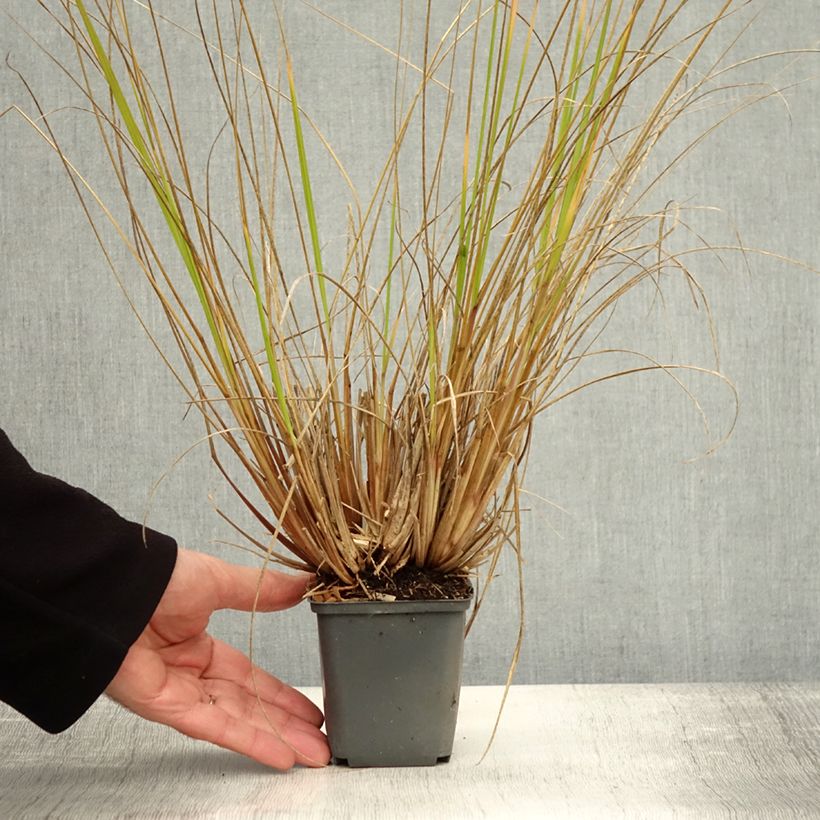 Example of Lampenputzergras Magic - Pennisetum alopecuroïdes Kleine Töpfe von 8/9 cm as you get in automne