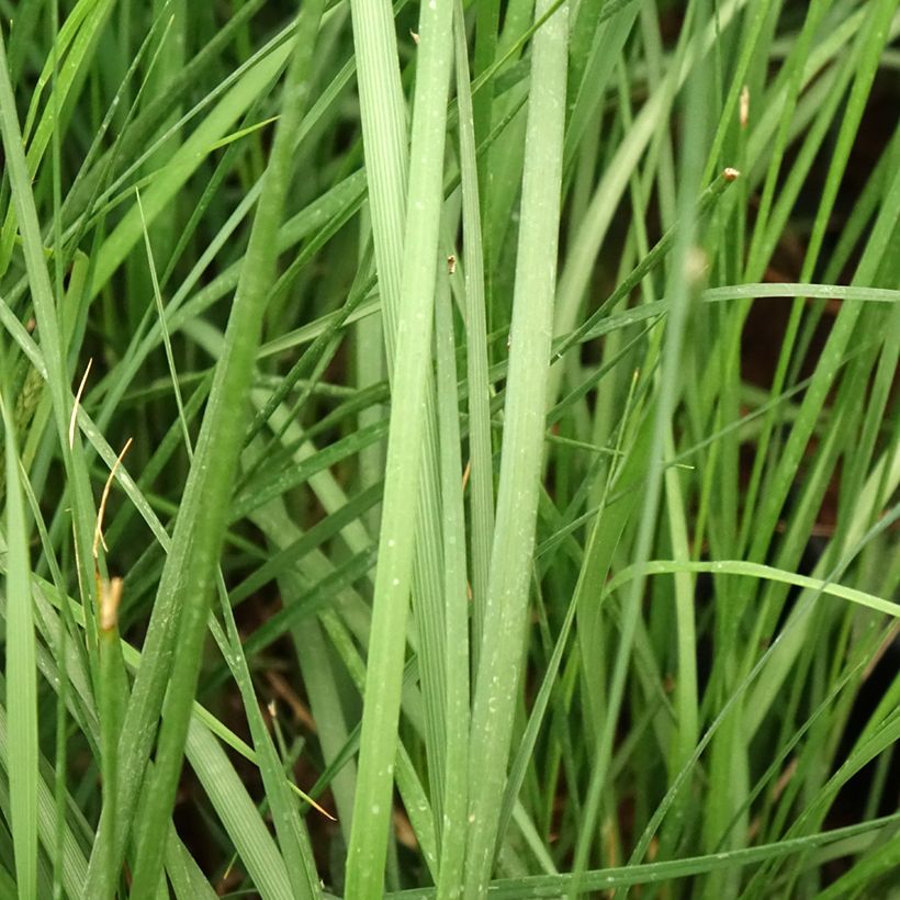 Lampenputzergras Moudry - Pennisetum alopecuroïdes (Foliage)