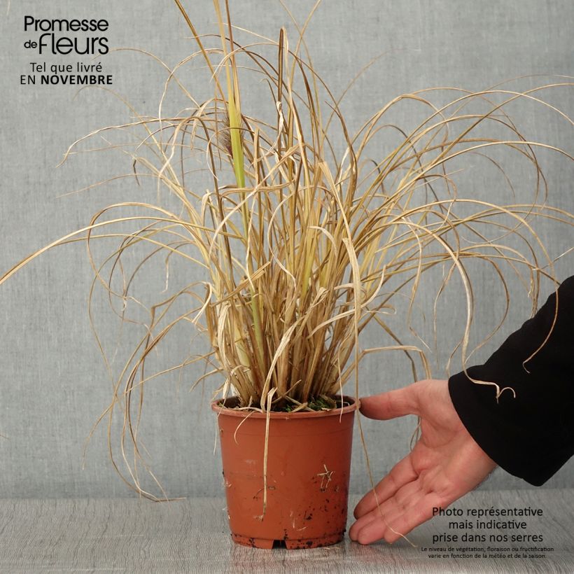 Example of Lampenputzergras National Arboretum - Pennisetum alopecuroïdes Topf mit 1L/1,5L as you get in automne