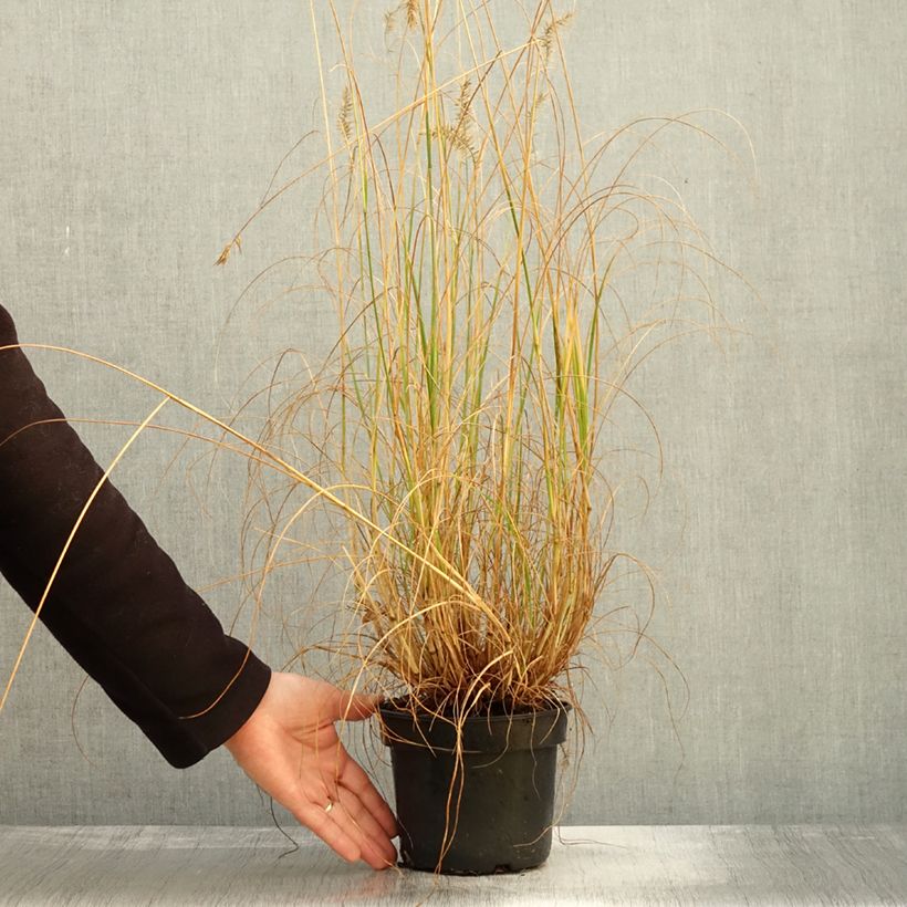 Example of Lampenputzergras National Arboretum - Pennisetum alopecuroïdes Topf mit 3L/4L as you get in automne