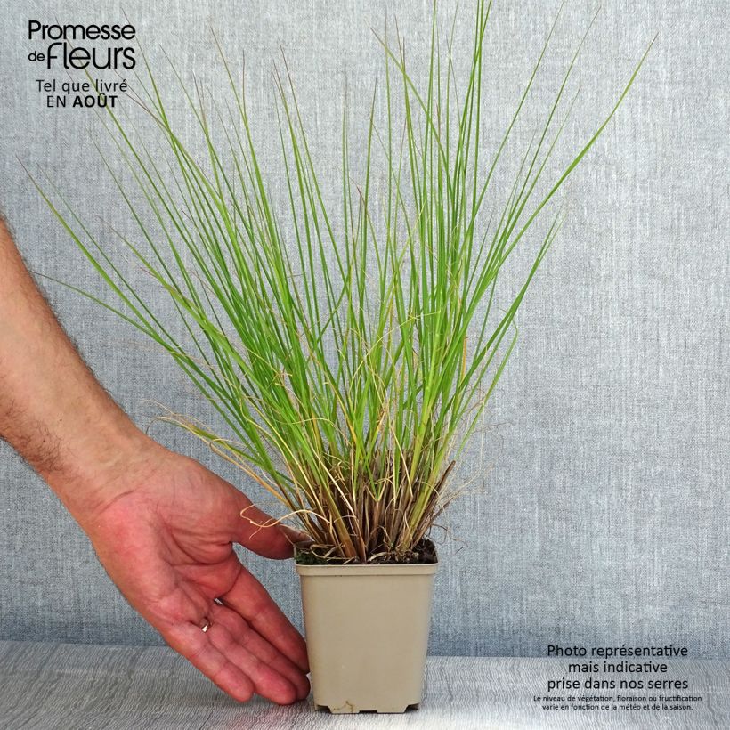 Example of Lampenputzergras Piglet - Pennisetum alopecuroïdes Kleine Töpfe von 8/9 cm as you get in ete