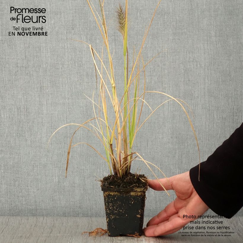 Example of Lampenputzergras Red Head - Pennisetum alopecuroïdes Kleine Töpfe von 8/9 cm as you get in automne