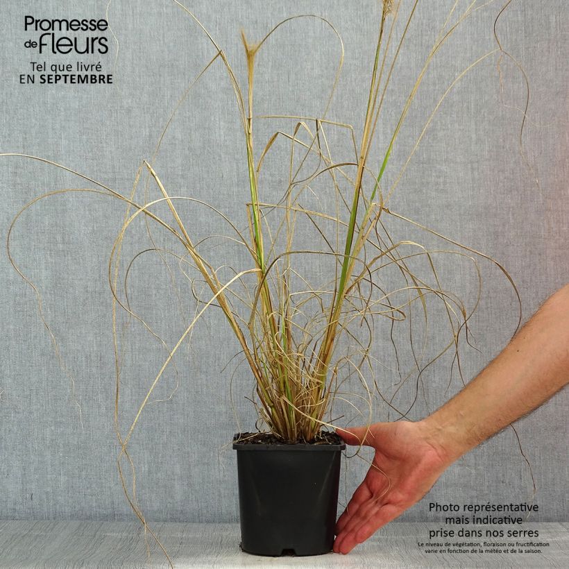 Example of Lampenputzergras Red Head - Pennisetum alopecuroïdes Topf mit 2L/3L as you get in ete