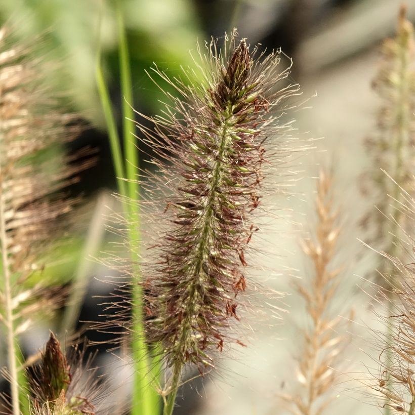 Lampenputzergras Red Head - Pennisetum alopecuroïdes (Flowering)